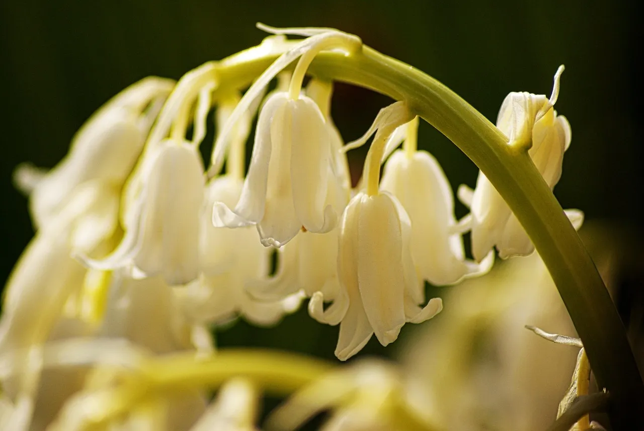 Lily Of The Valley Font Usage