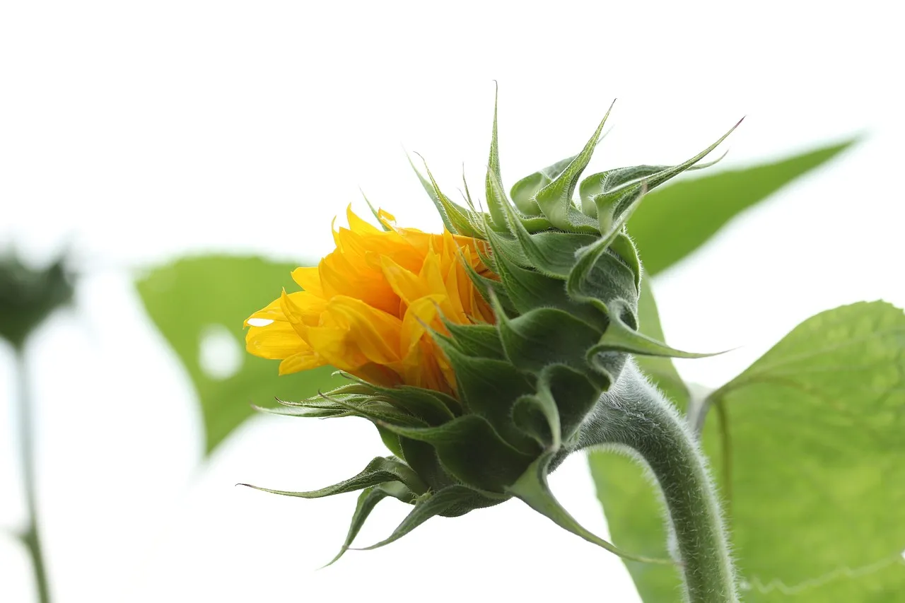 Made Sunflower Font Usage