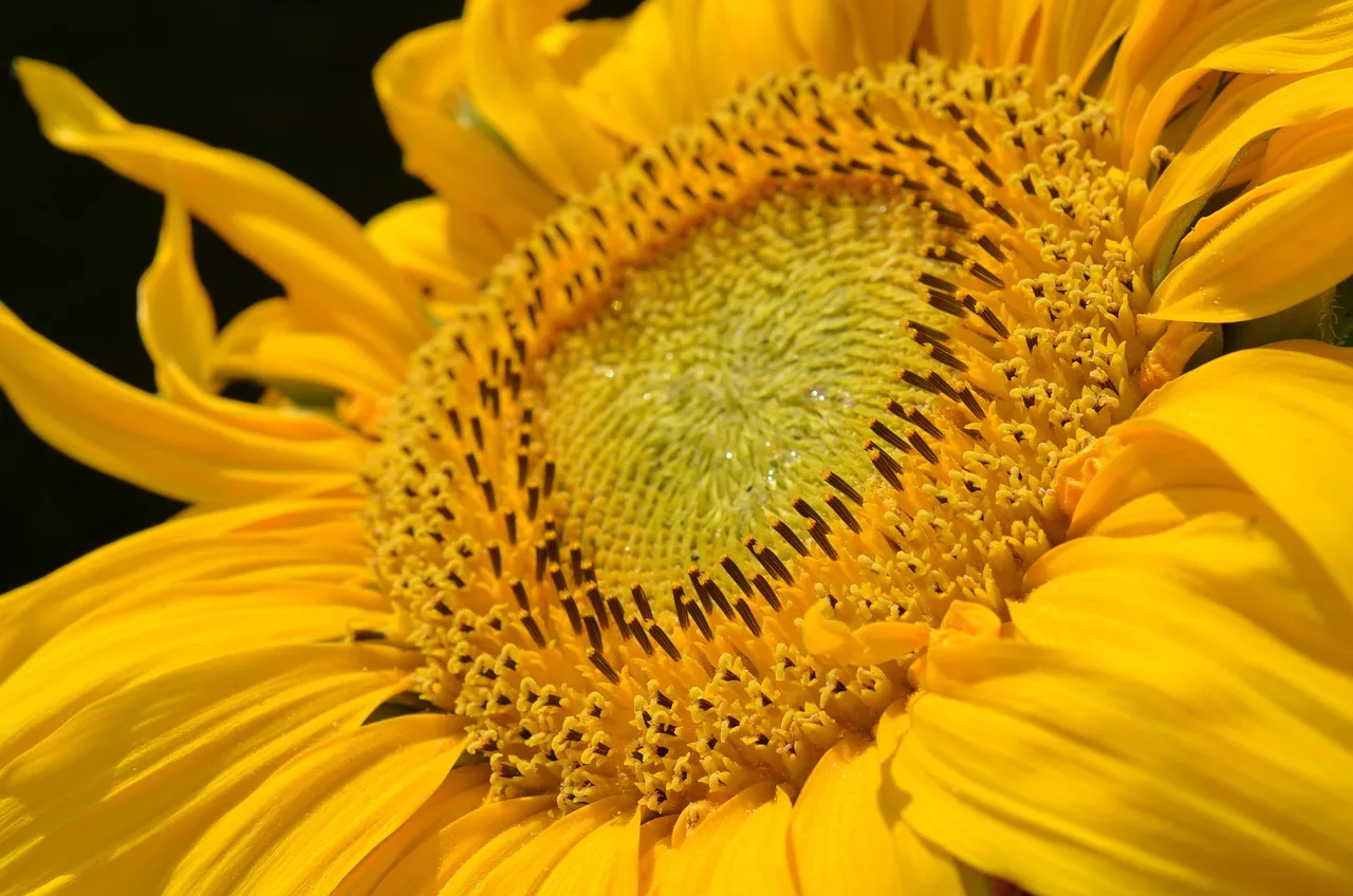 Made Sunflower Font Combination