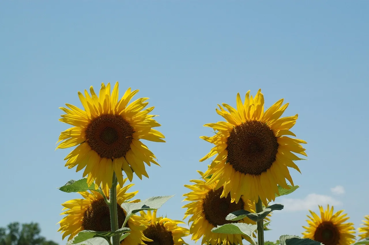Made Sunflower Font Usage