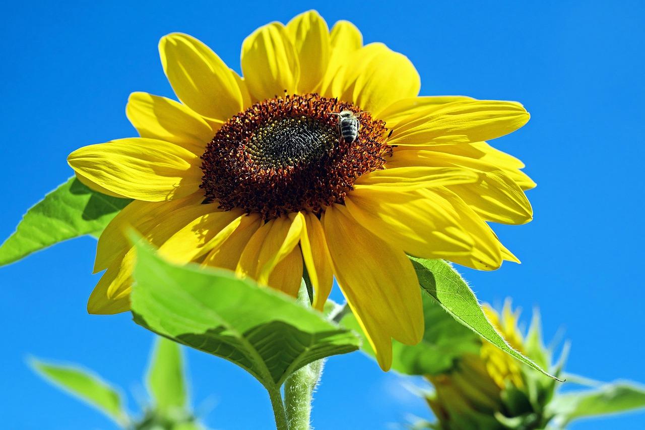Made Sunflower Font Download