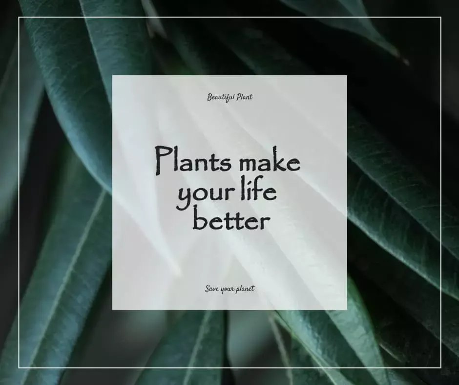 Usage Of Papyrus Font